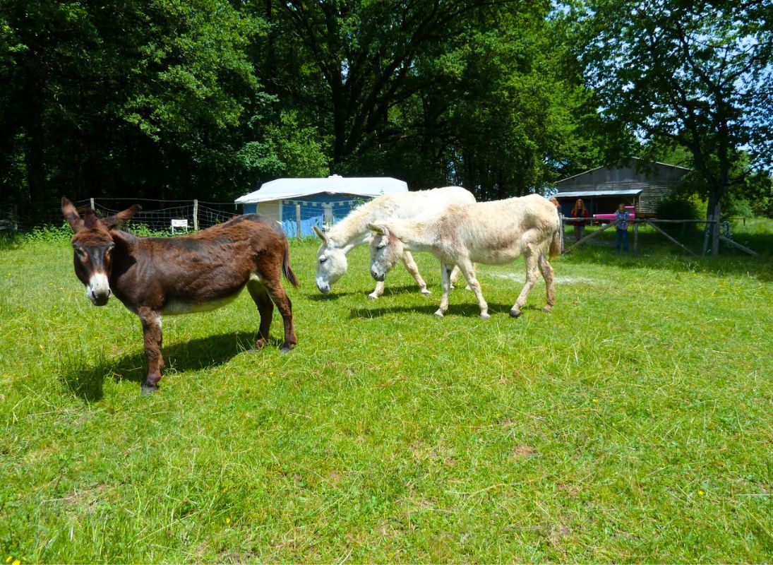 Camping à la ferme de la Noyeraie, Saint-Hilaire-les-Places - photo 10