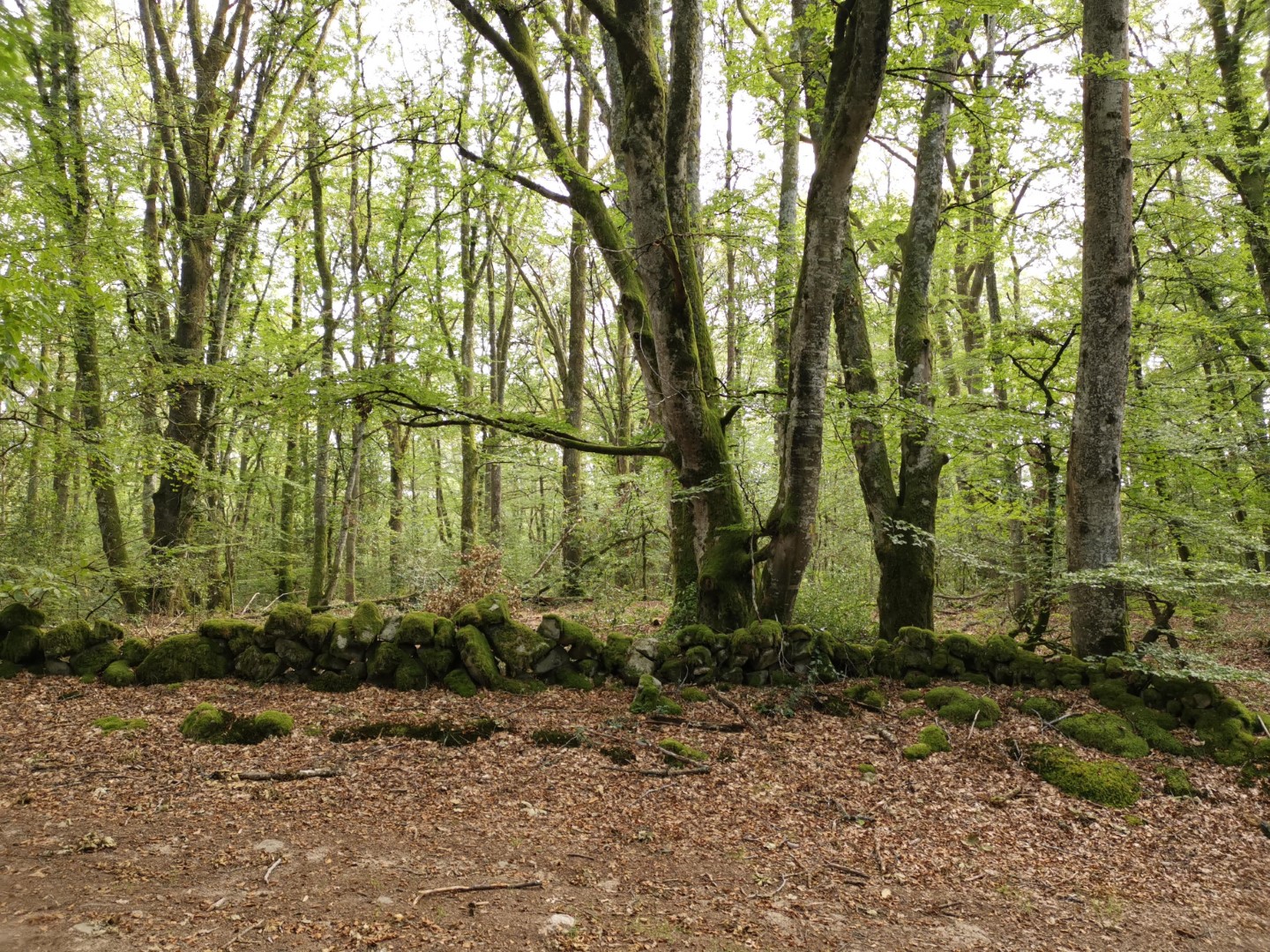 Circuit Pédestre N°19 CC : "Chamberaud et les Combes", Chamberaud - photo 2