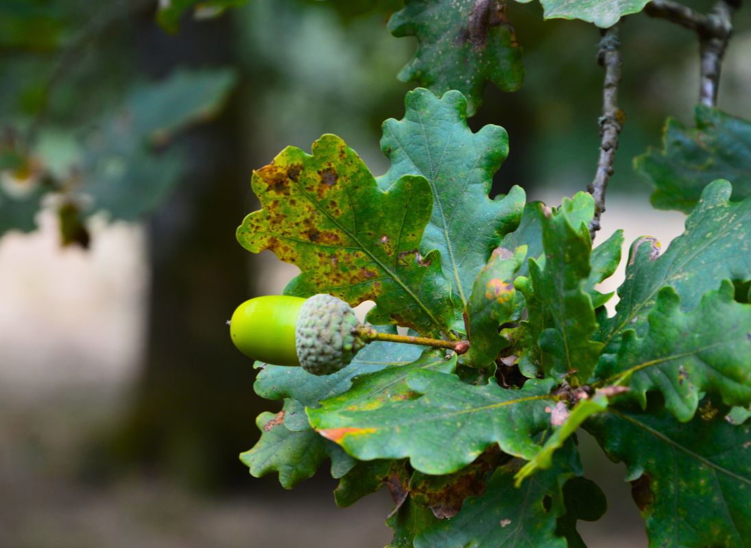 La Lande à serpentine de la Rousseille, Saint-Hilaire-les-Places - photo 8
