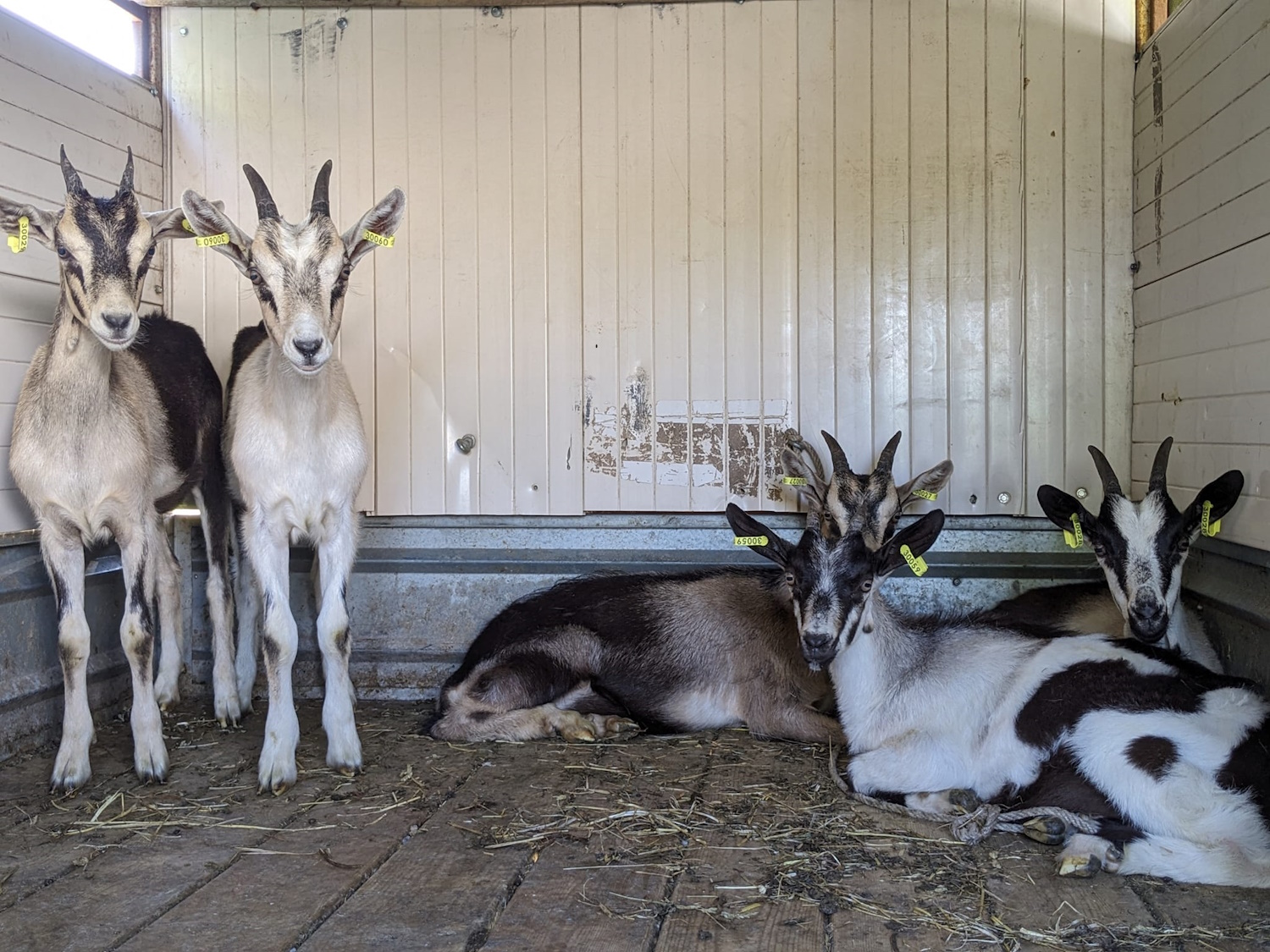 La ferme de Maillofargueix – La biodiversité par l’éco pâturage, Bersac-sur-Rivalier - photo 4