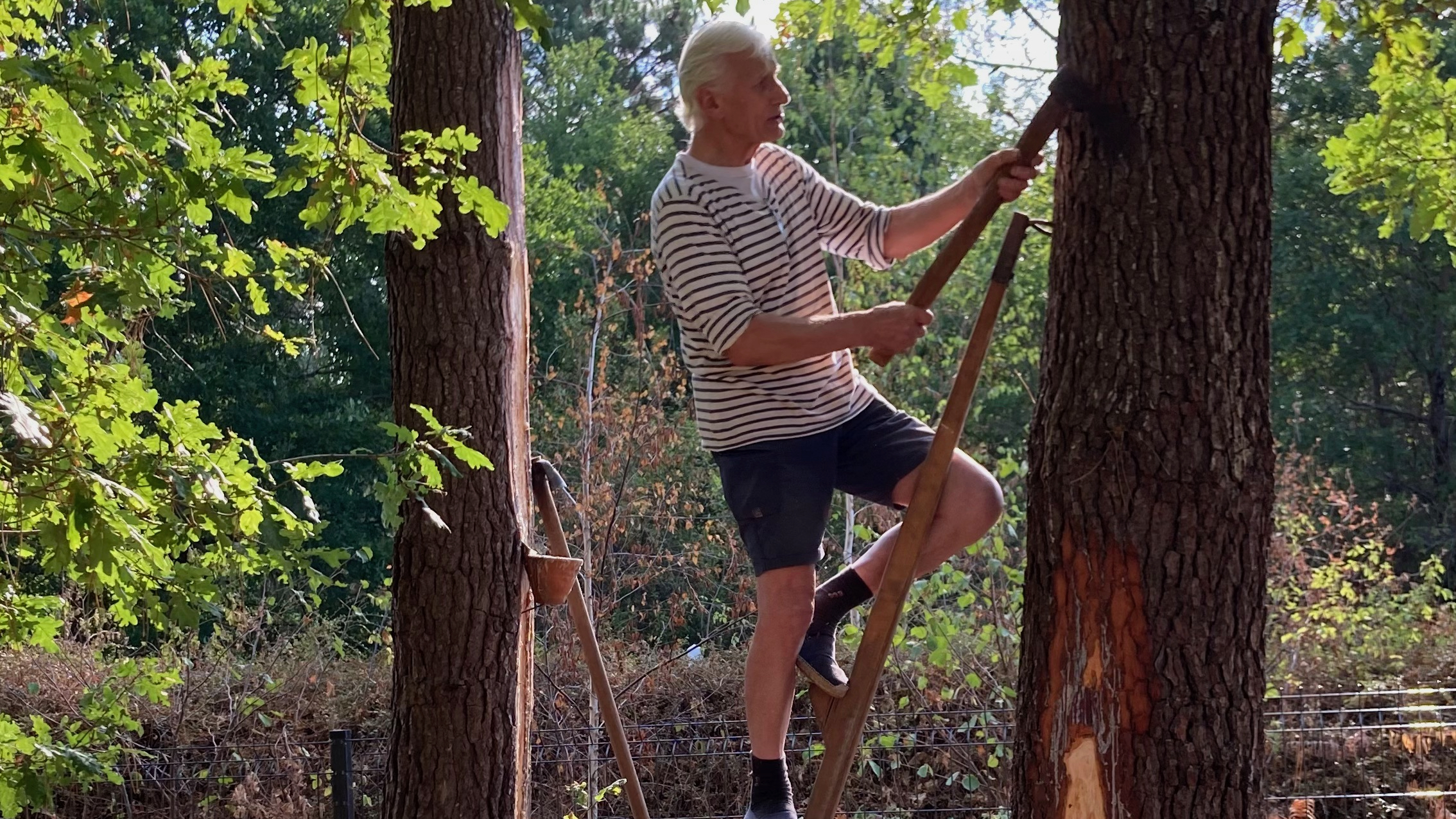 Conservatoire des Landes de Gascogne, Sanguinet - photo 2