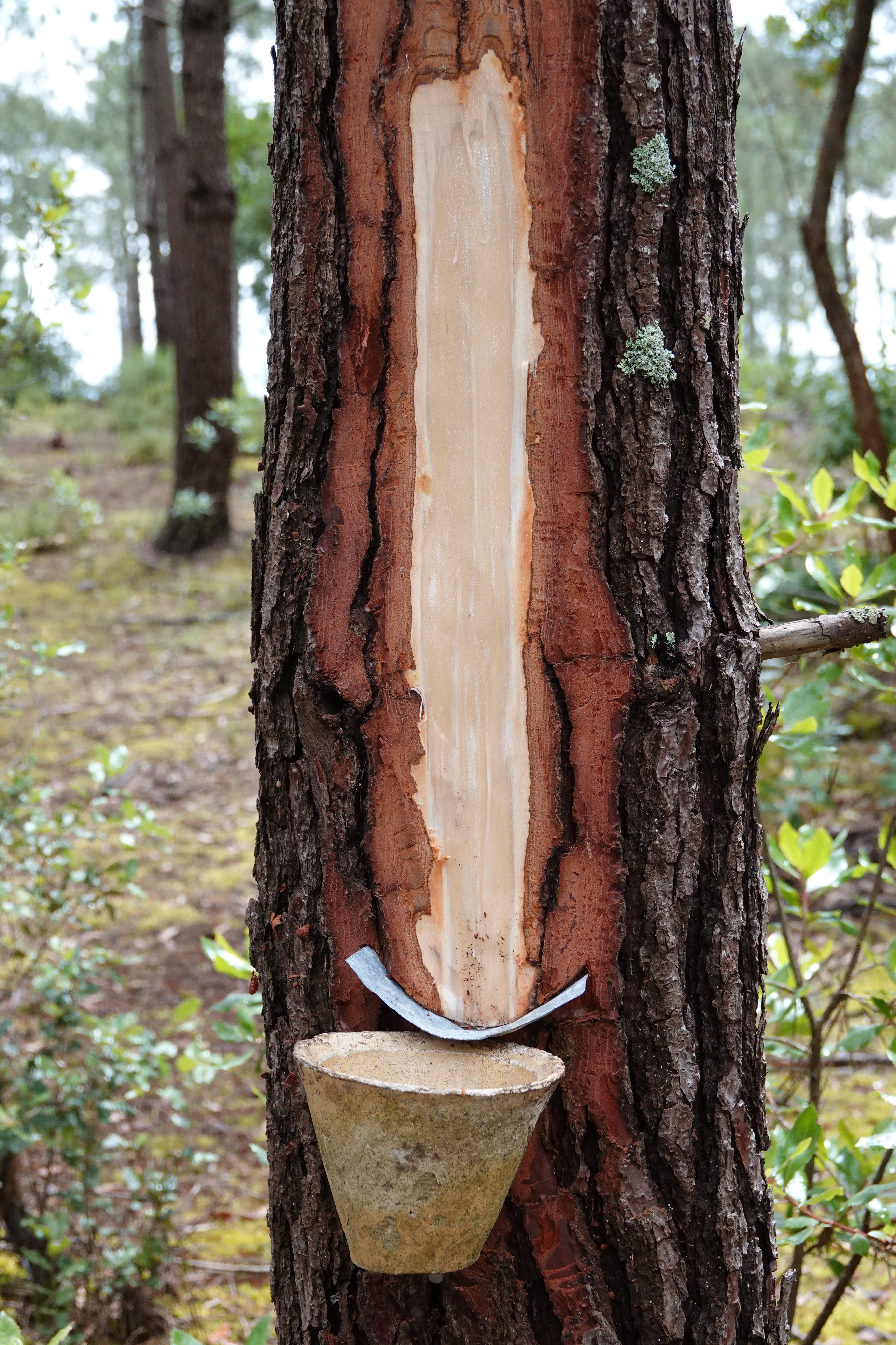 Paysage de rivages, Carcans - photo 8