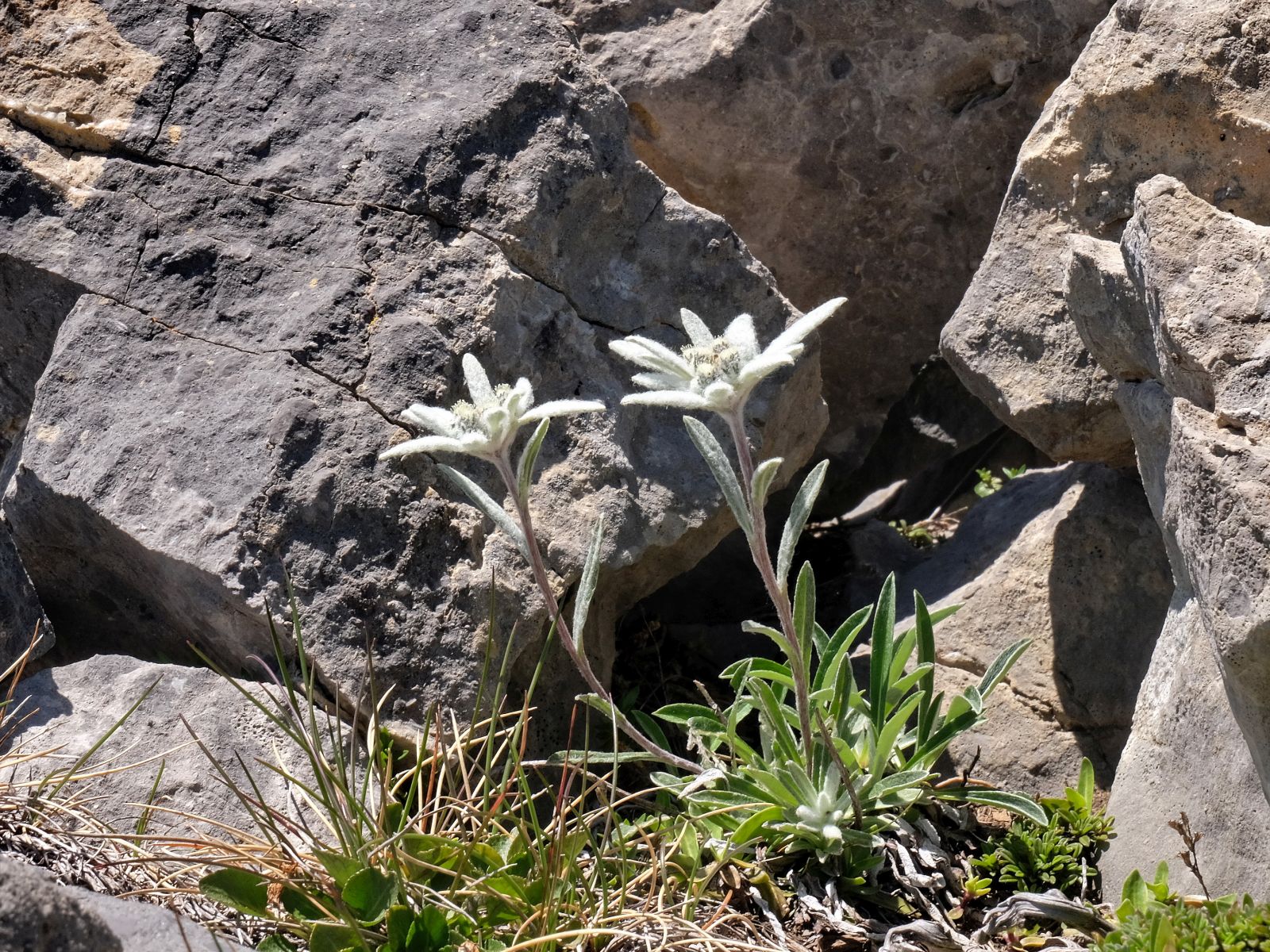 Maison Iterailles, Aydius - photo 9