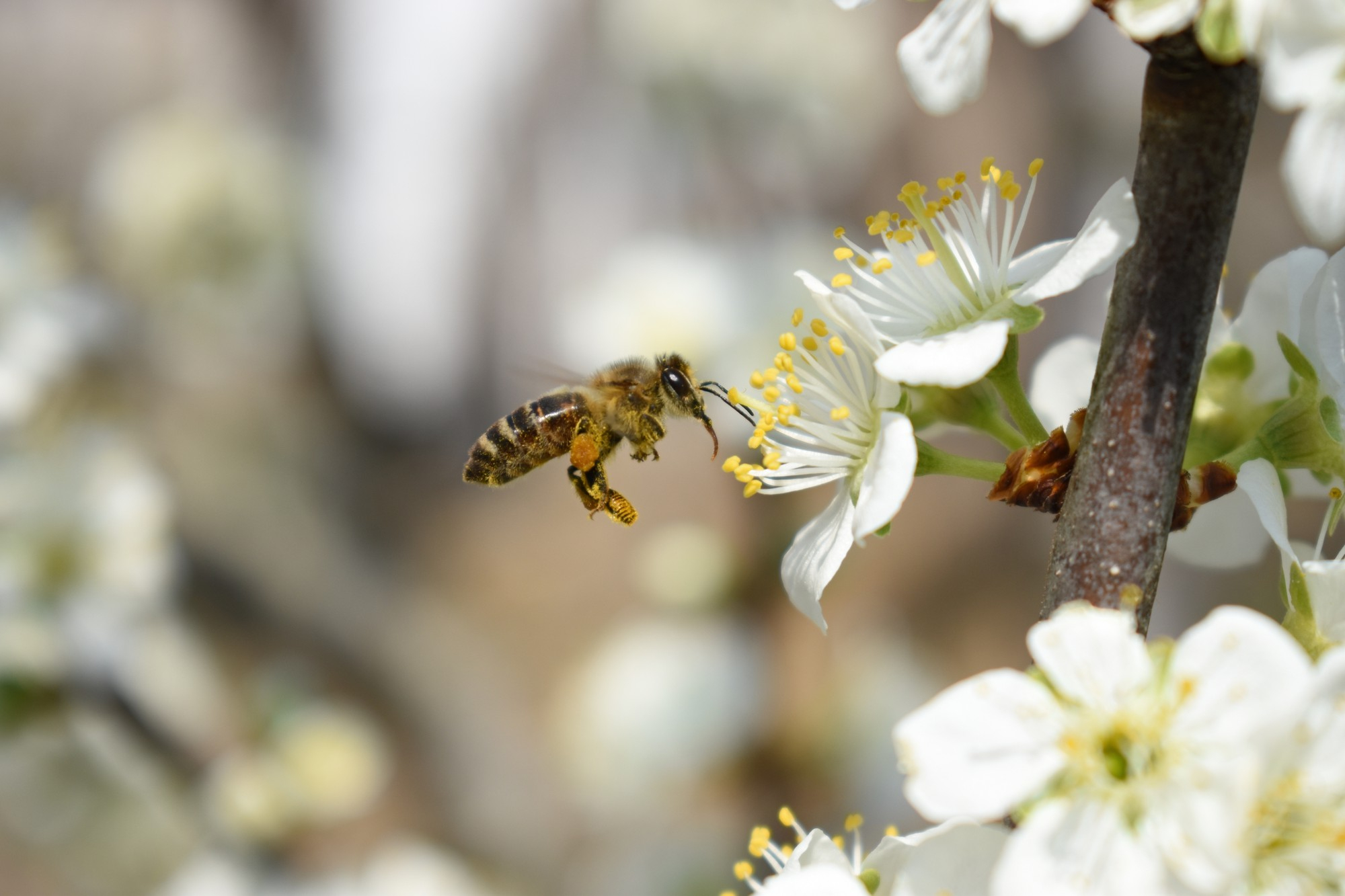 Sentier Découverte des Abeilles - Scolaire