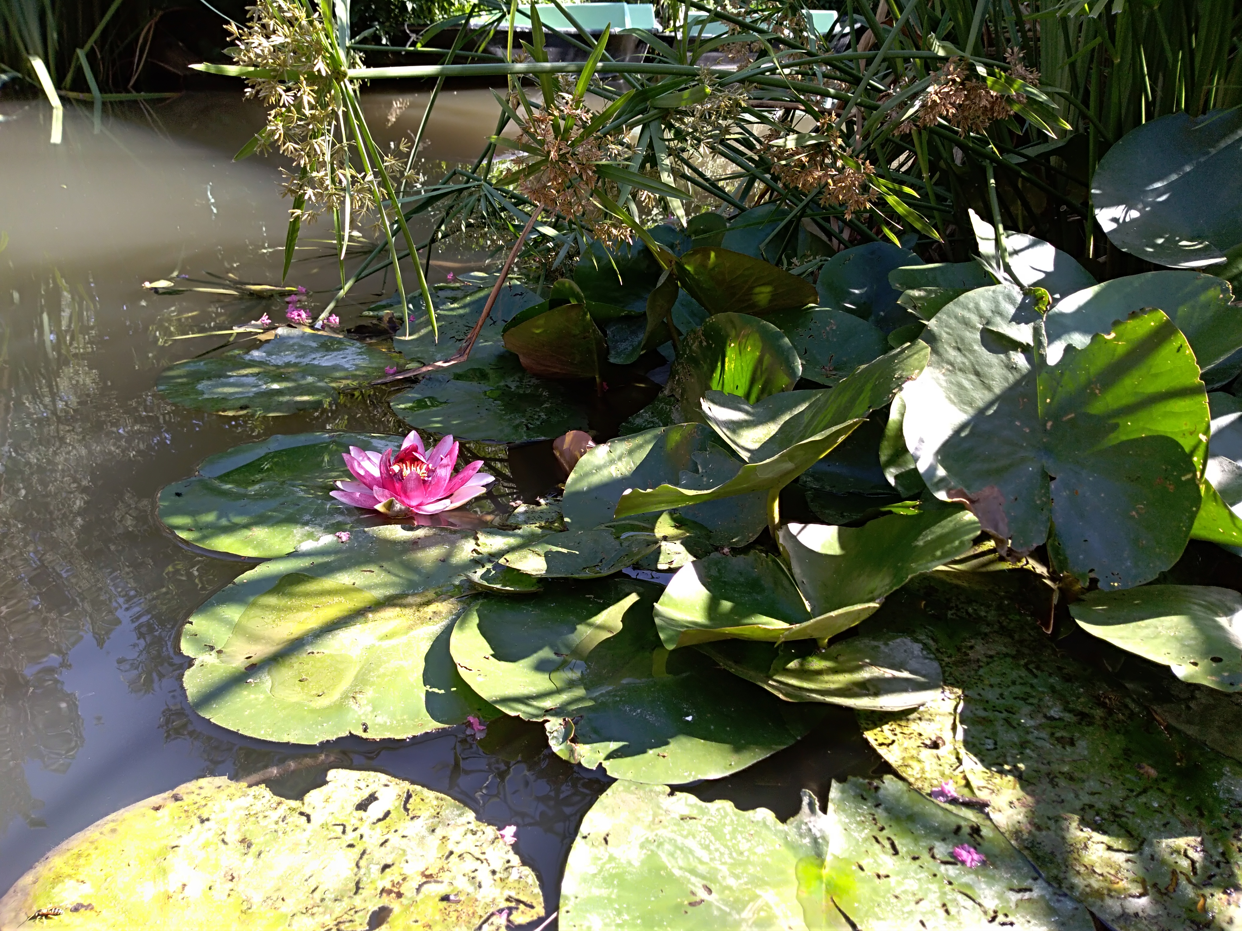 Le Trèfle d'eau (n° 9500), Sansais