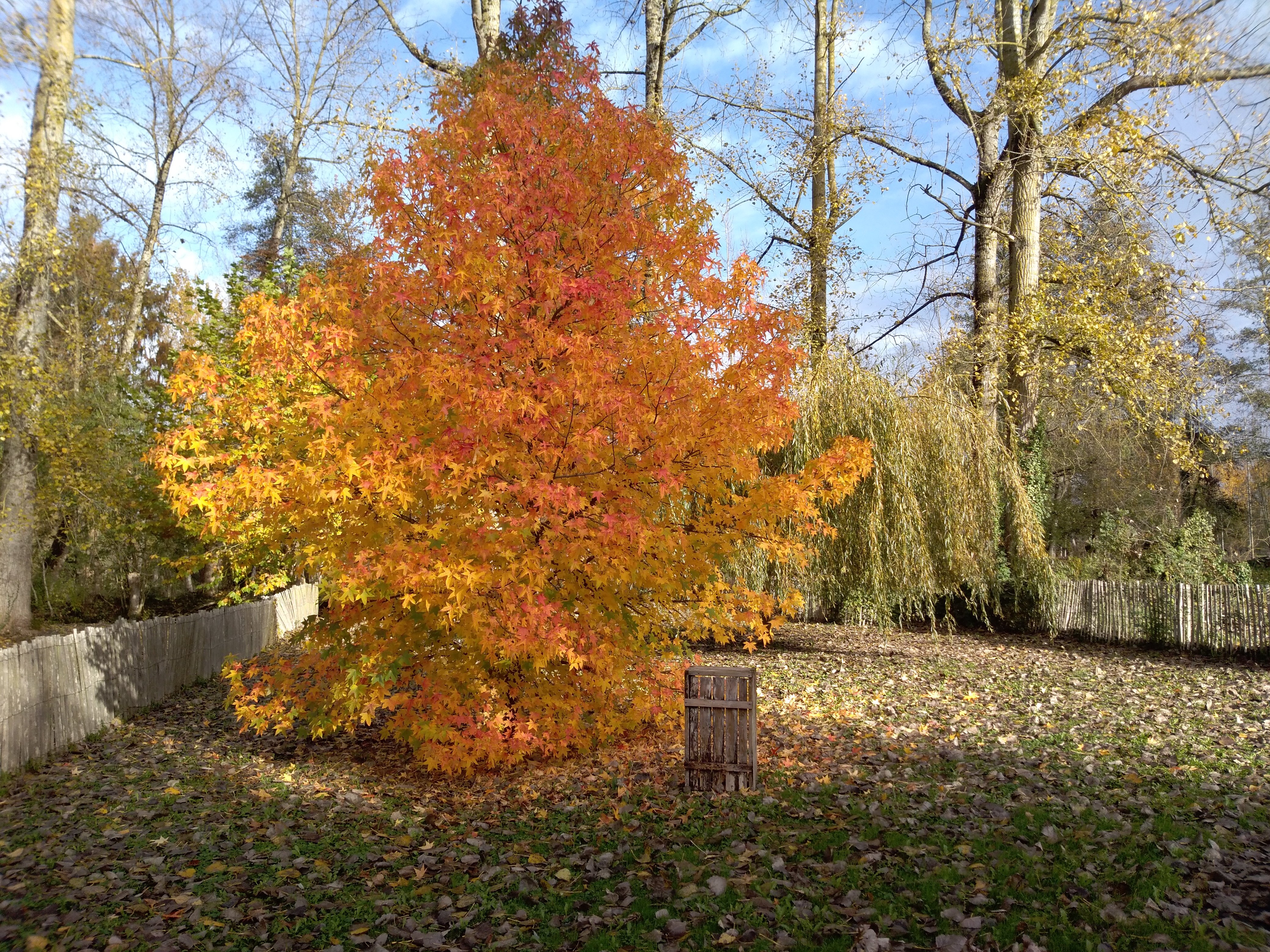 Le Trèfle d'eau (n° 9500), Sansais - photo 6