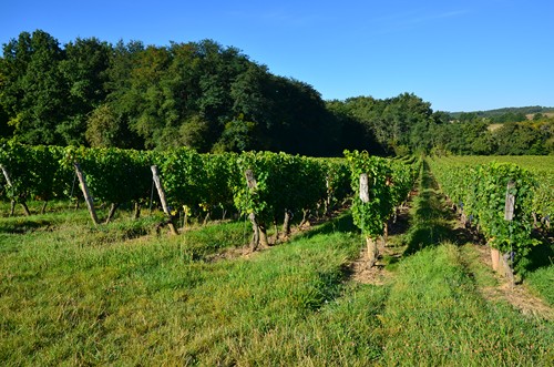 Buzet-sur-Baïse, randonnée autour du Château, Buzet-sur-Baïse
