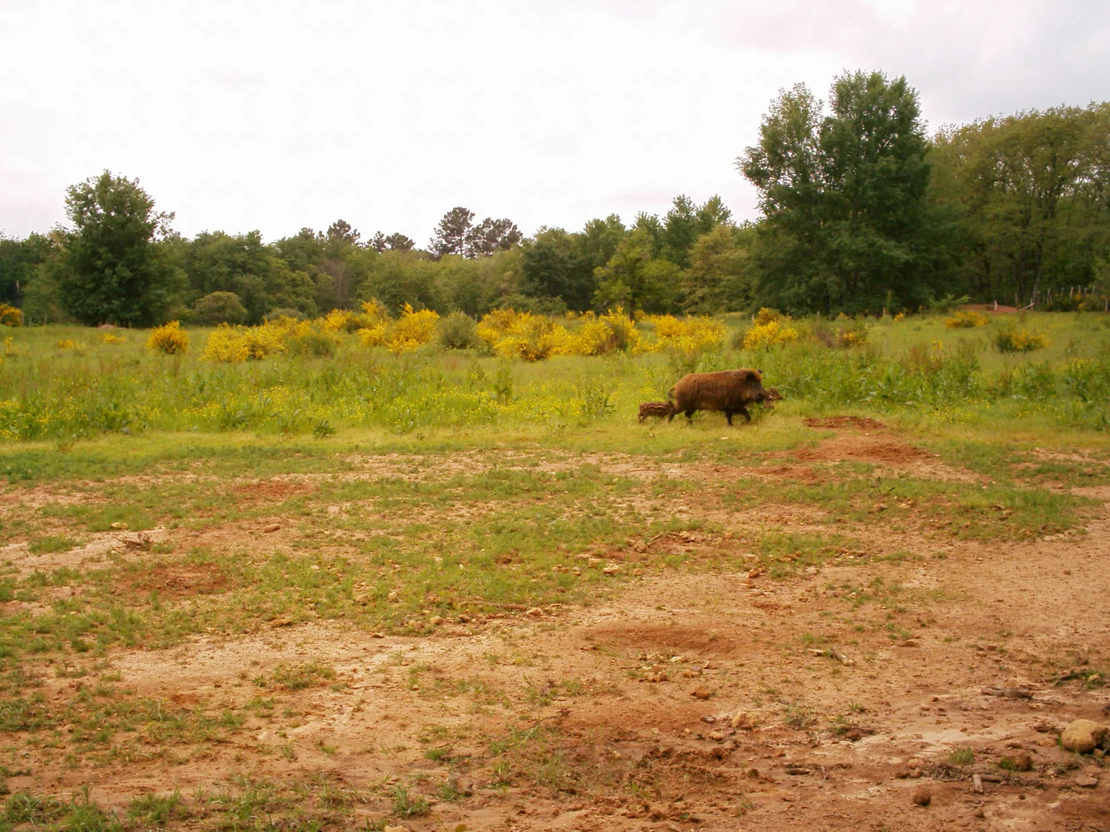 Sangliers de Mortemart - photo 2