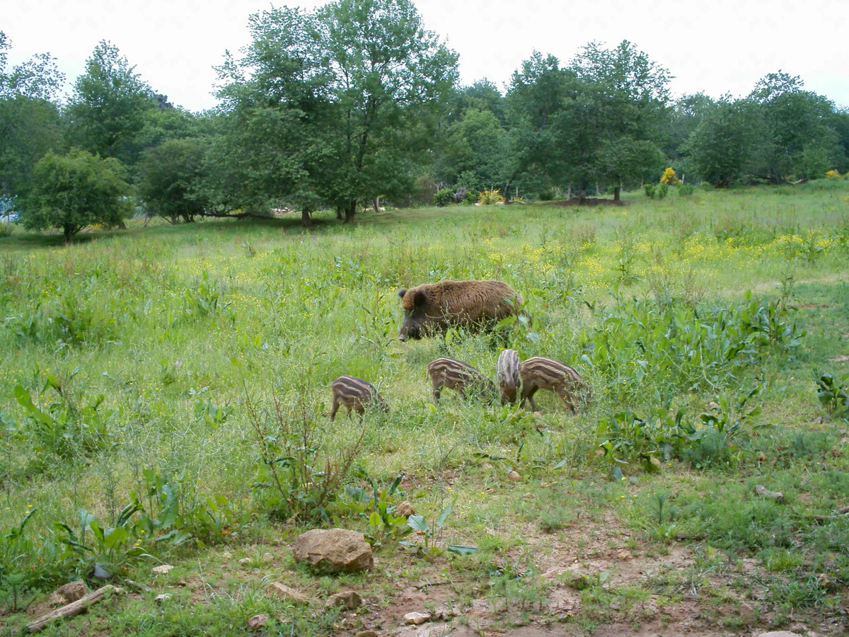 Sangliers de Mortemart