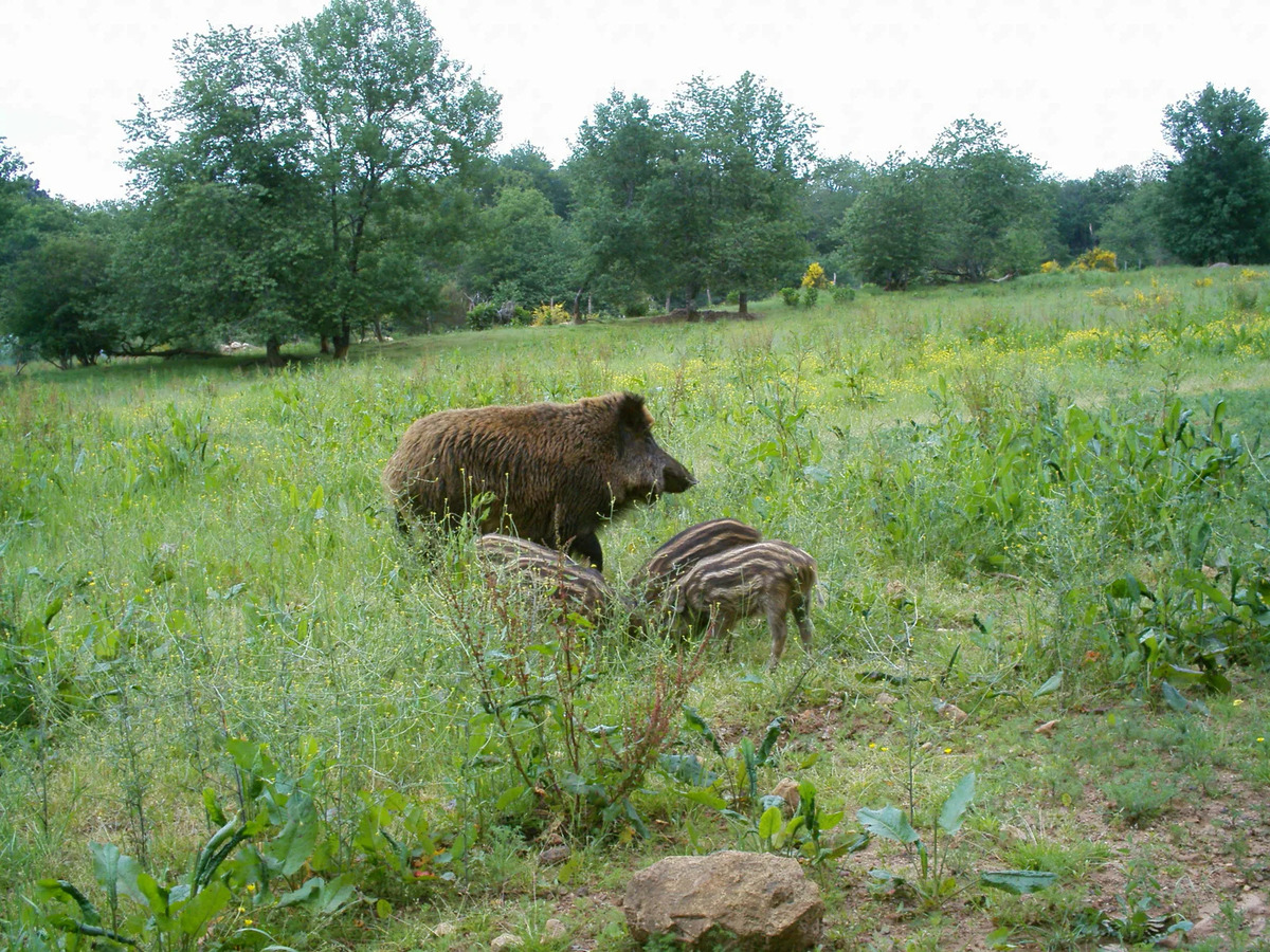 Sangliers de Mortemart - photo 3