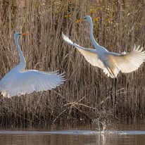 Exposition photographies "La nature révèle le vivant"