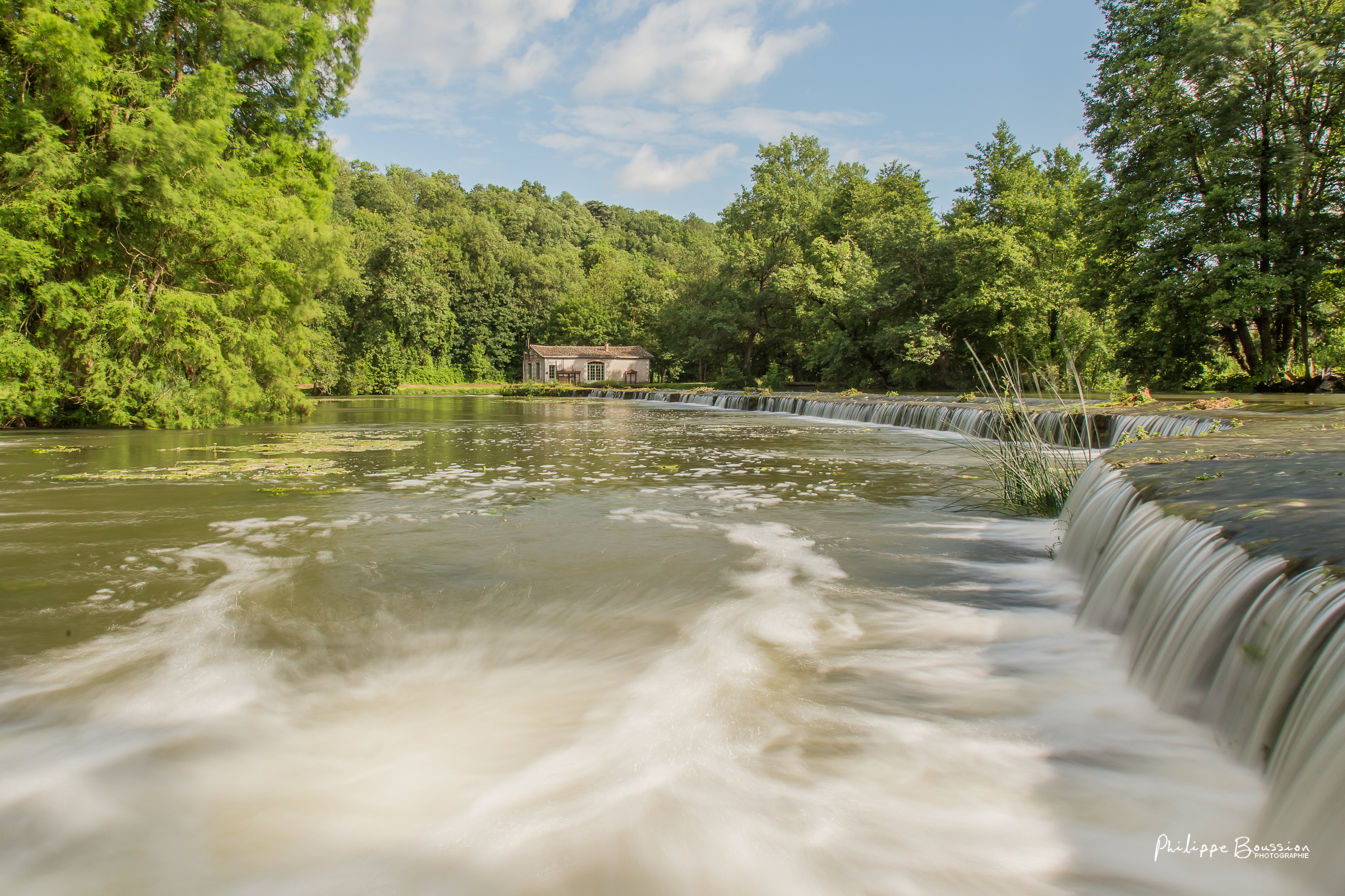 Domaine du Château des Loups - Les cèdres bleus