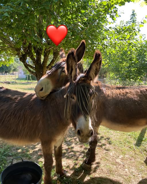 La Ferme des Lamas, Saint-Cyr-les-Champagnes - photo 11