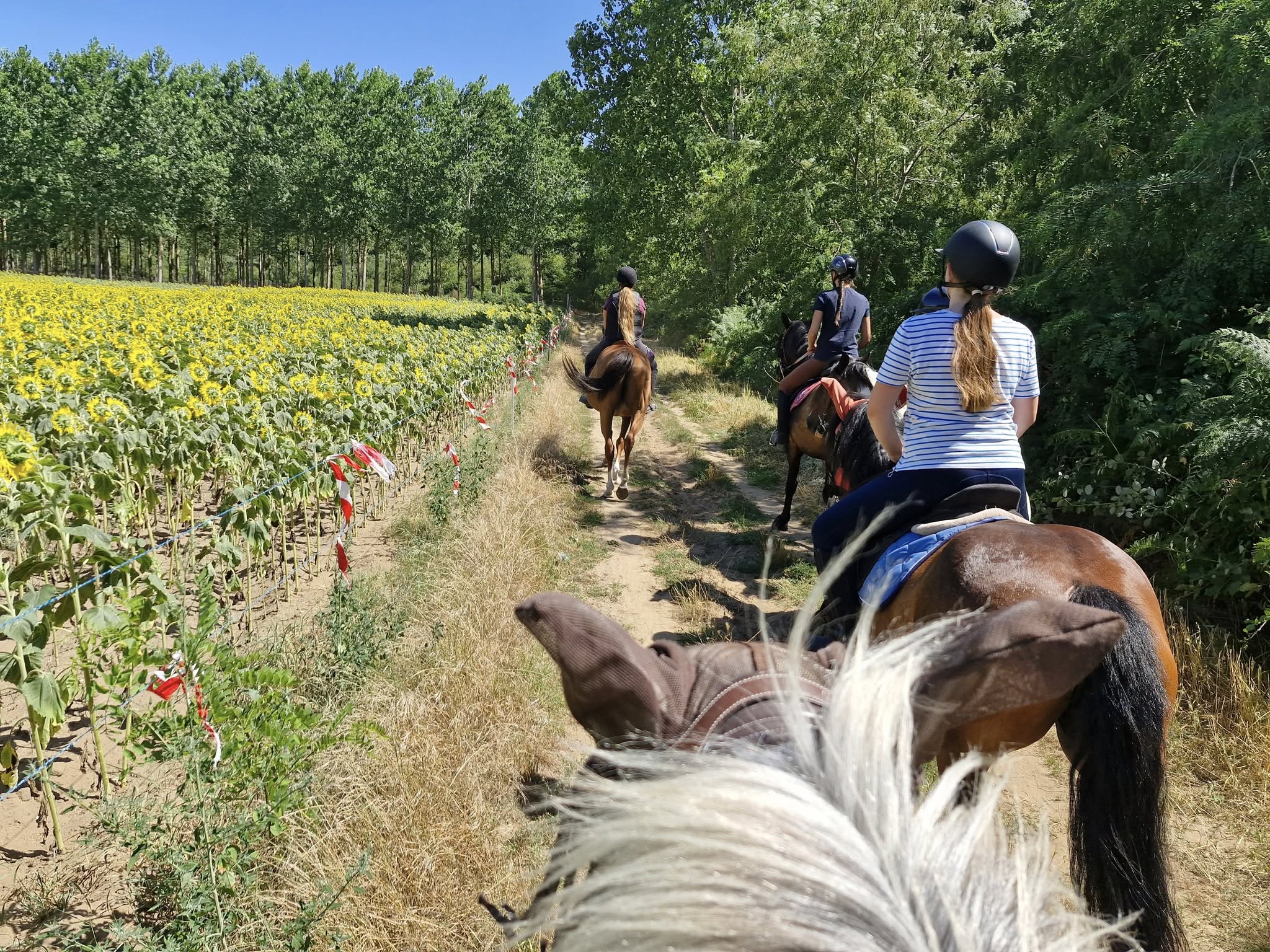 L'écurie savignoise