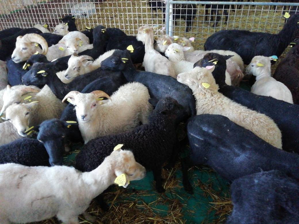 La Ferme de la Jalousie — photo 2