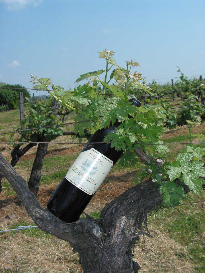 Château Pagnon - photo 4