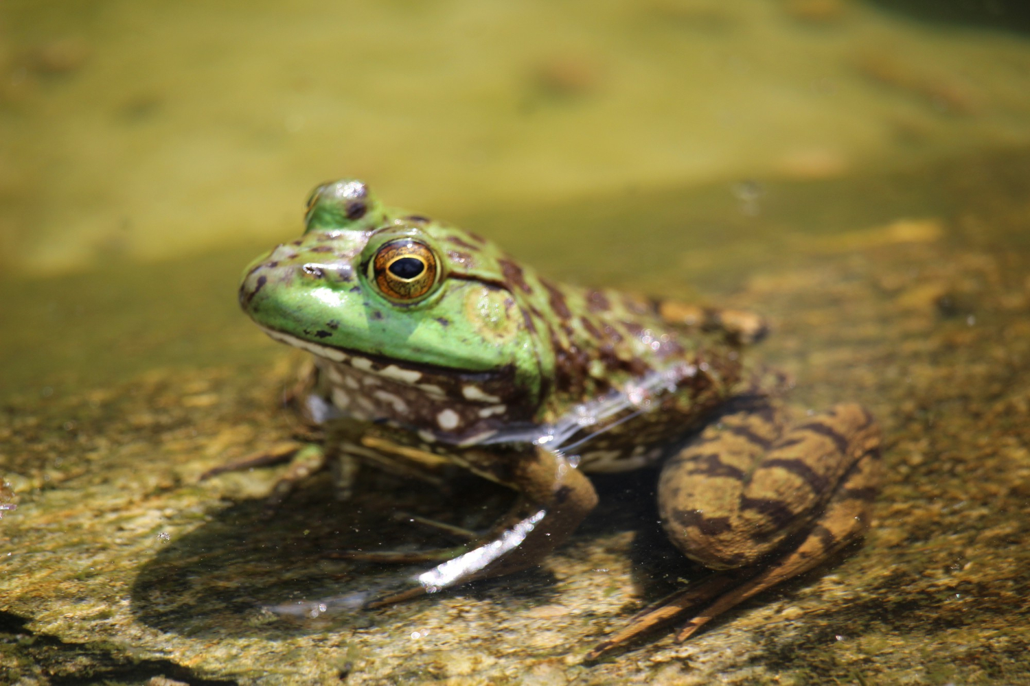 Conférence Zones humides et amphibiens — visuel événement