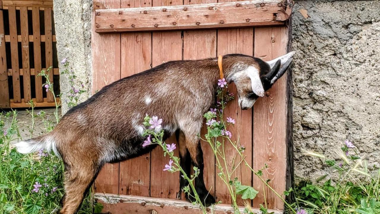 La Chèvrerie des Sources 47