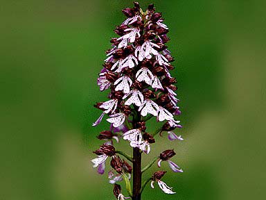 Le Pé de Jojo, Loudun