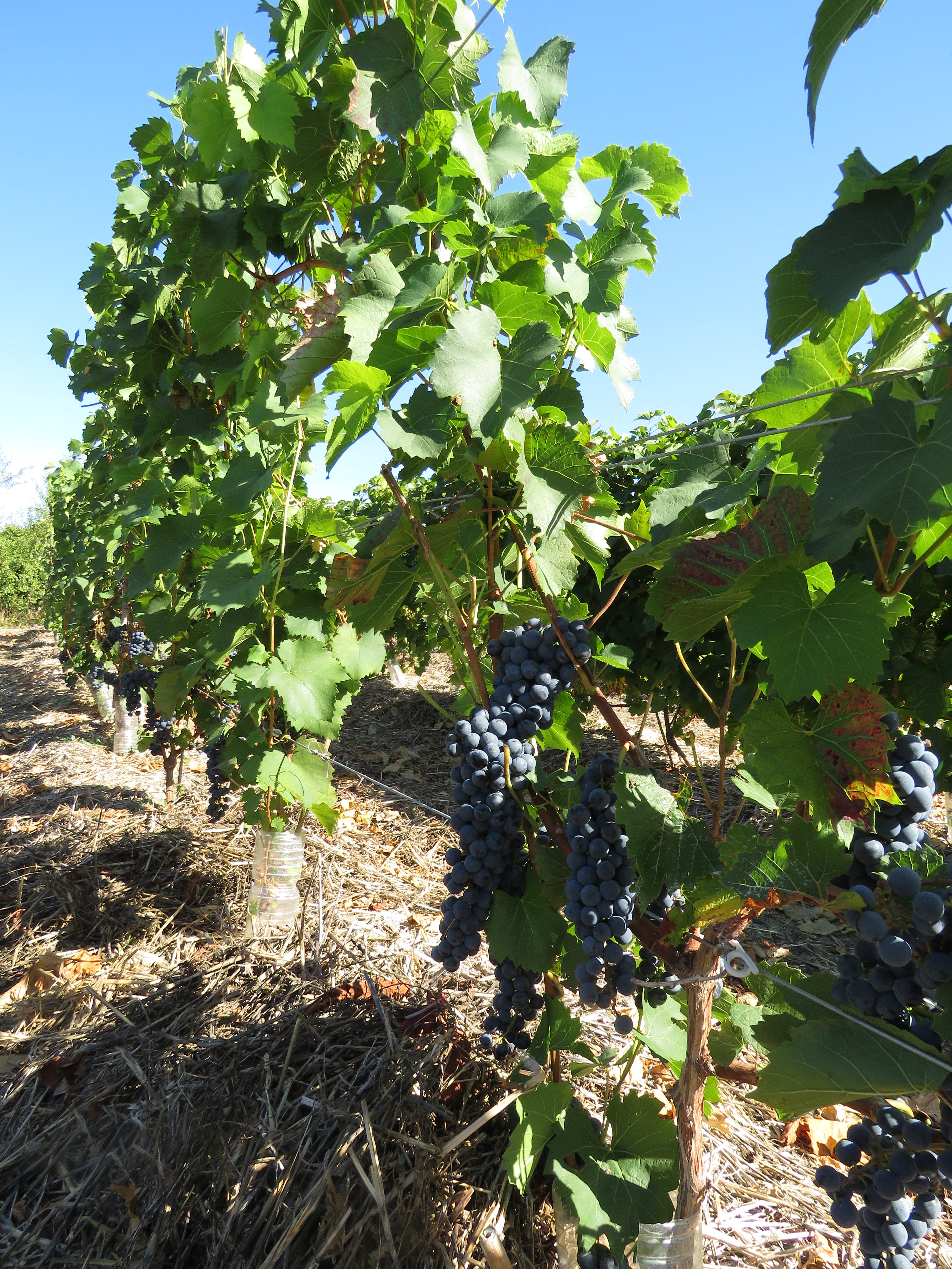 Le Sentier entre Dive et Troglos