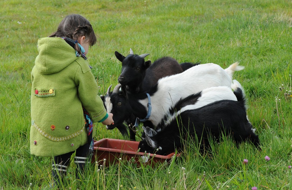 La Ferme de Brossard - Ferme Pédagogique et de Découverte, Lanteuil - photo 10