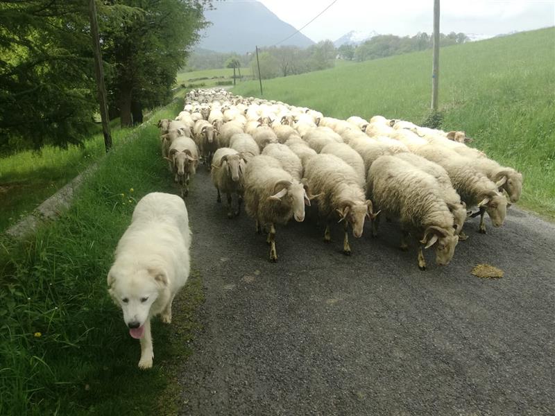 Ferme Lanouté 