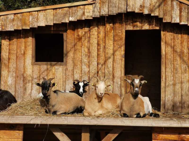 Chant'Alouette - photo 2