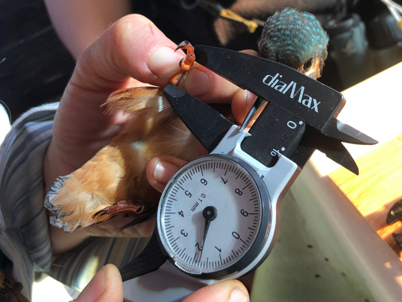 Bague à la patte à Terres d'Oiseaux — visuel événement