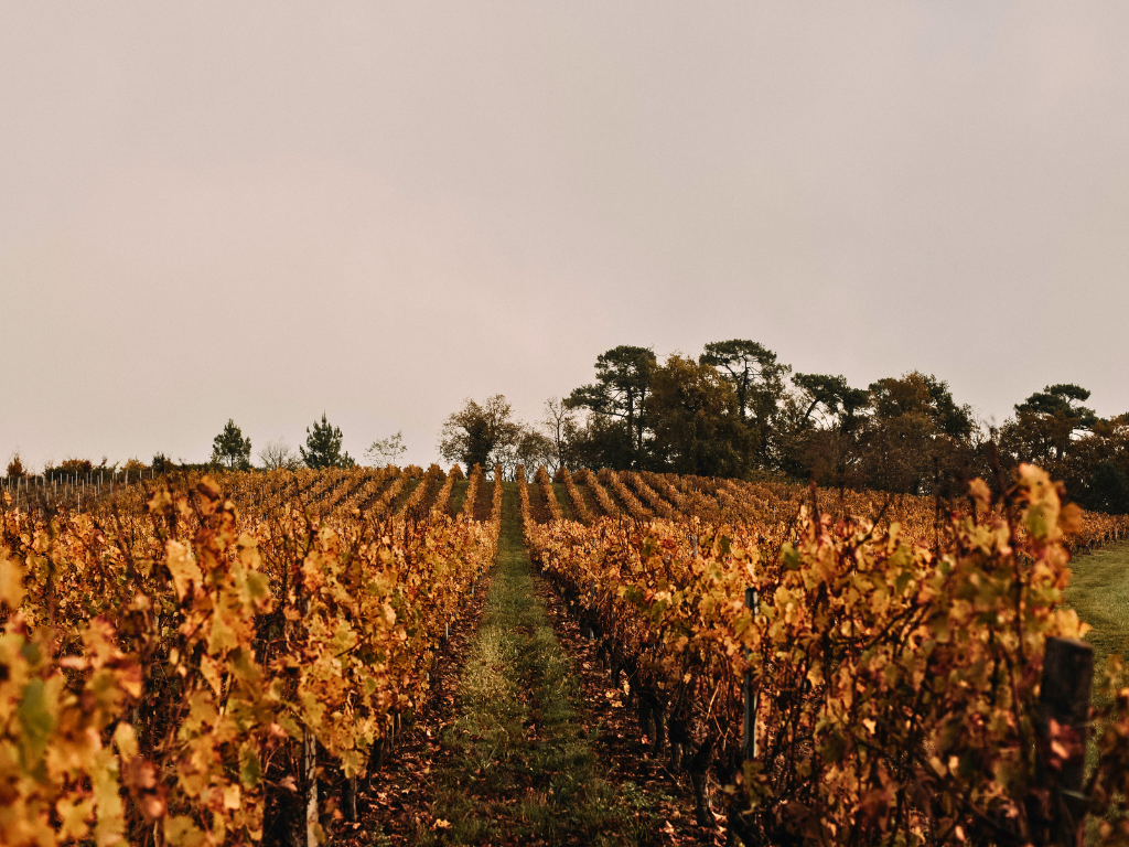 Château Fayau - Vignobles Jean Medeville — photo 3