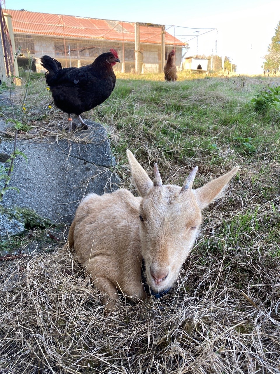 Été actif - visite active de ferme, Angoisse - photo 2