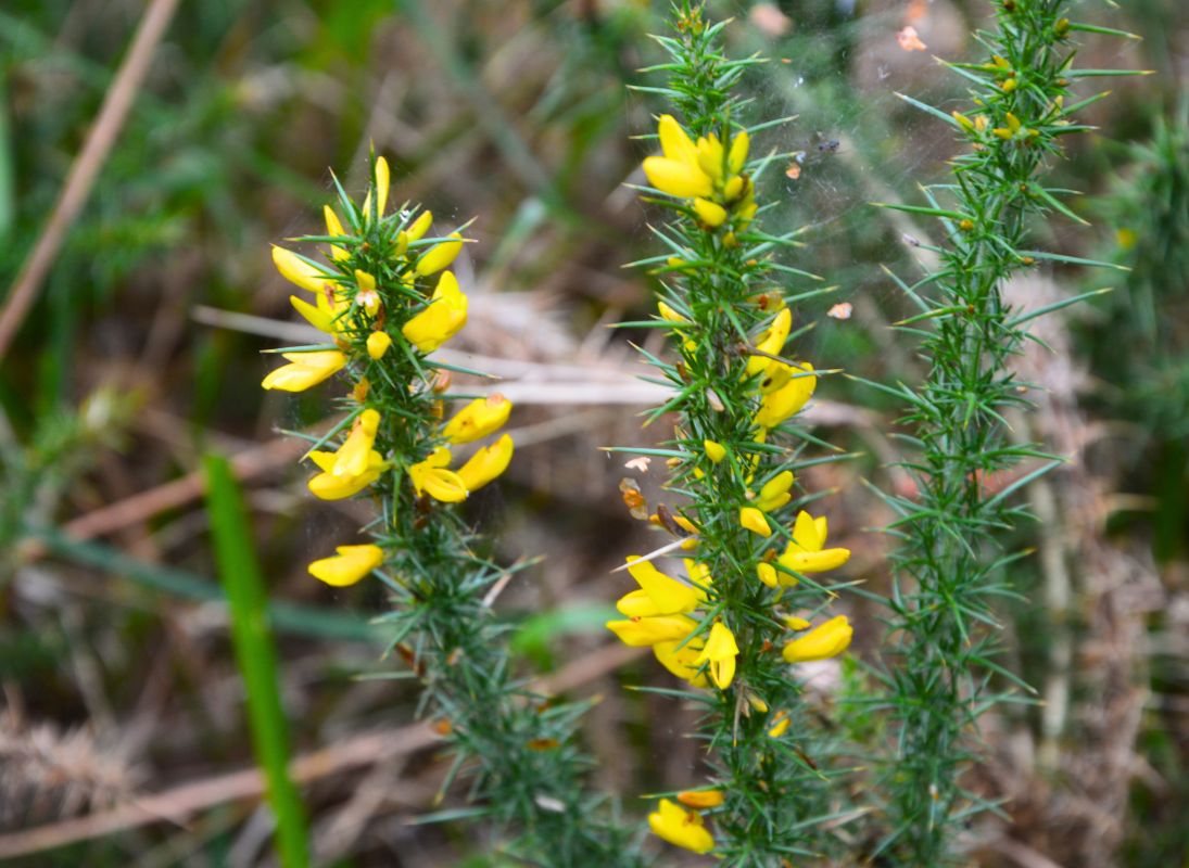 La Lande à serpentine de la Rousseille, Saint-Hilaire-les-Places - photo 16