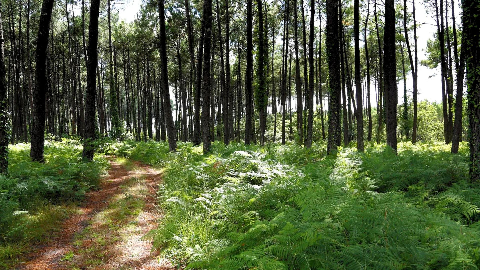 Hôtel Au P'tit Creux des Landes, Ychoux - photo 7