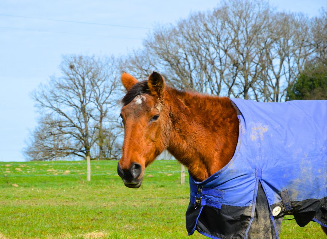 Circuit du dolmen de la Goupillère, Les Cars - photo 10