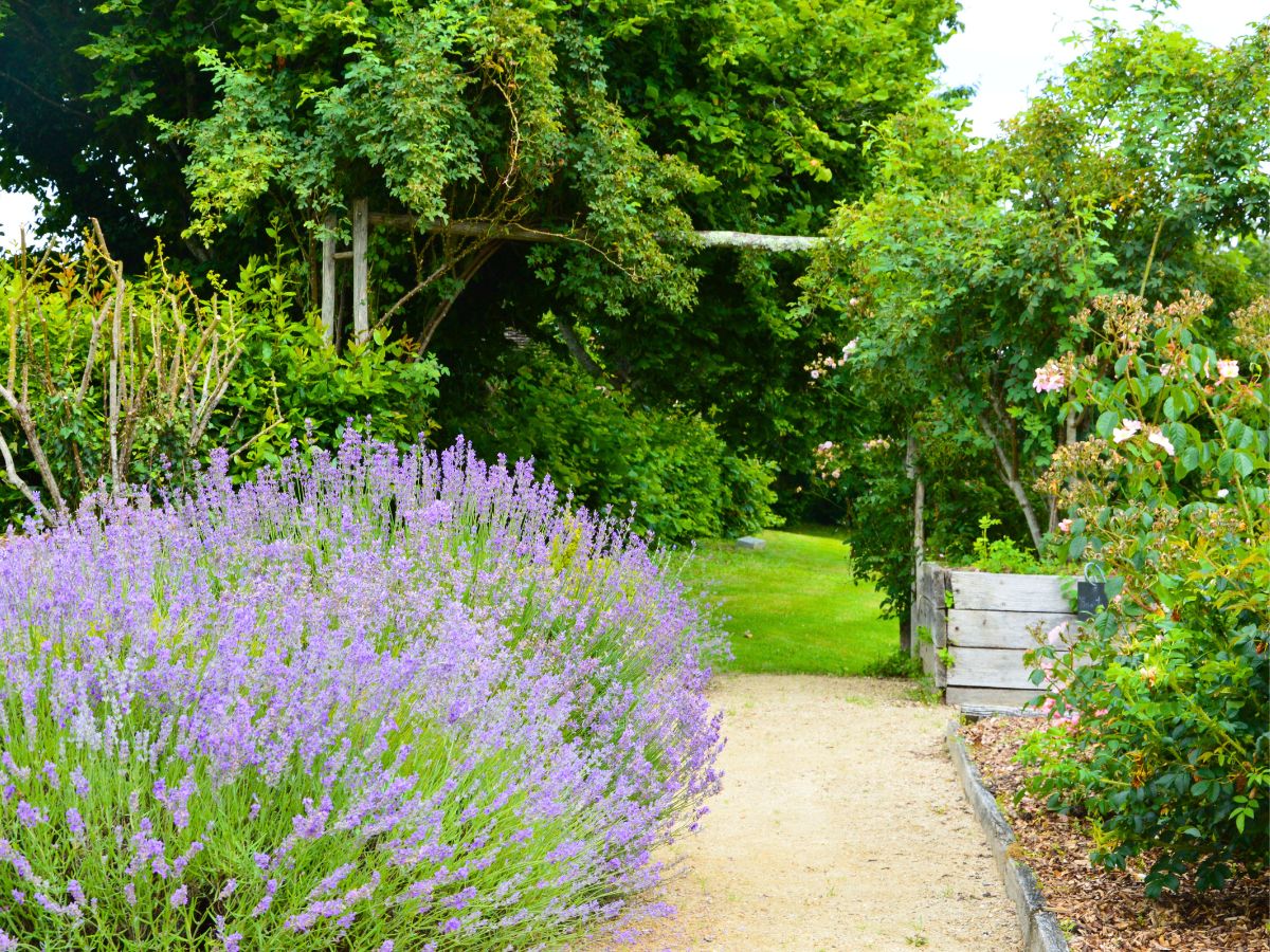 Balade découverte du Jardin de l'An Mil à nos jours - photo 4