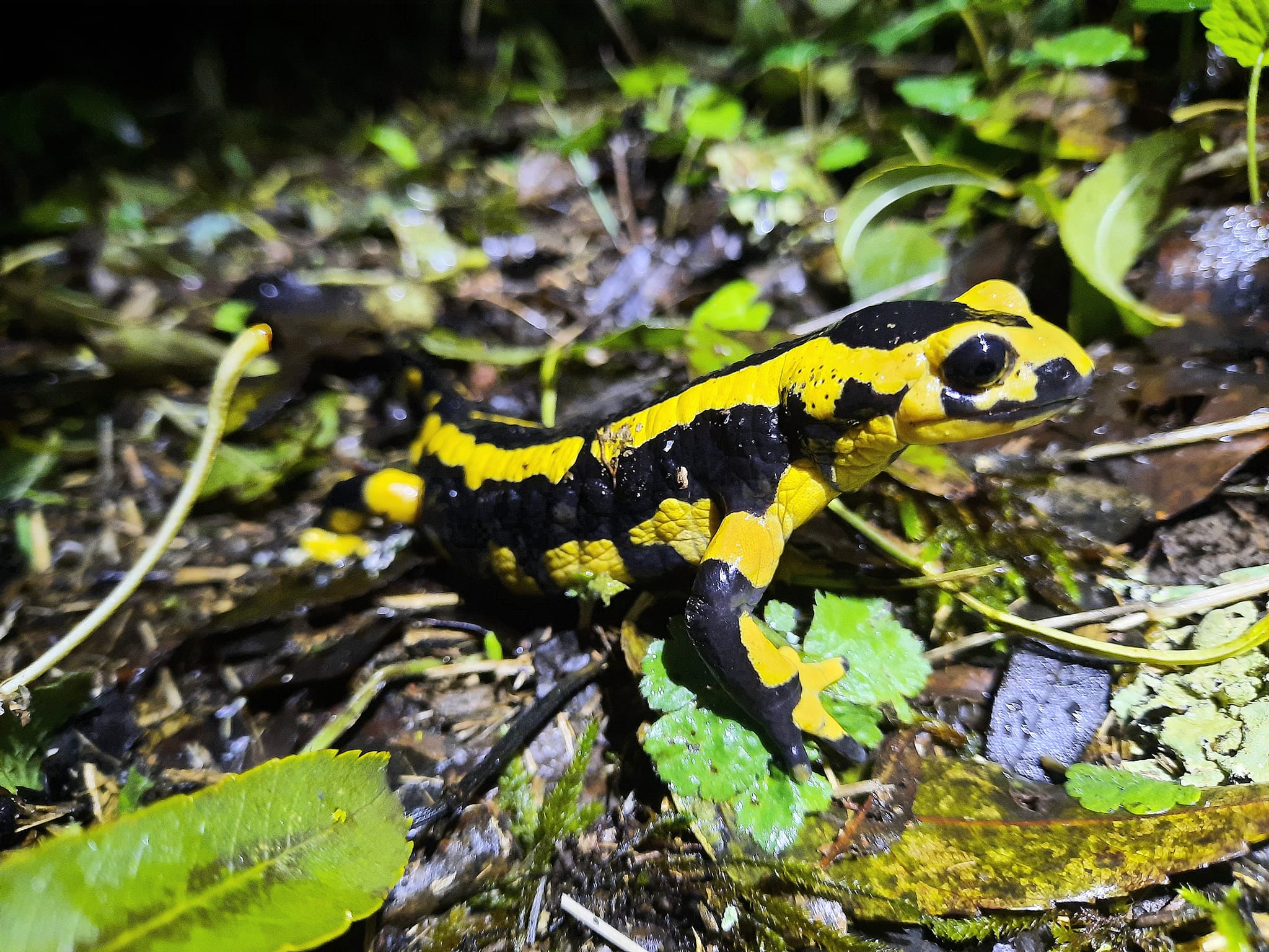 Les Grimpereaux de l’Hermitain