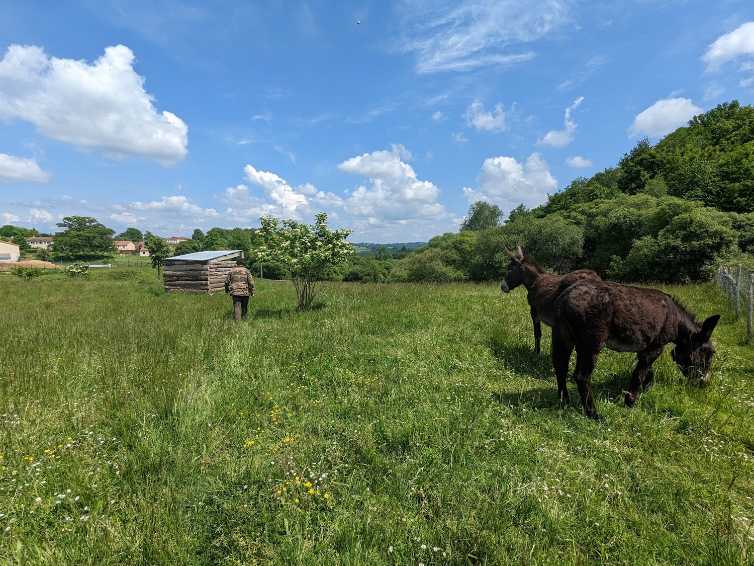 La ferme de Maillofargueix – La biodiversité par l’éco pâturage, Bersac-sur-Rivalier - photo 6