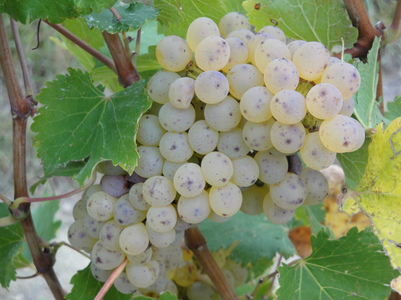 Domaine de l'Epinay — photo 3