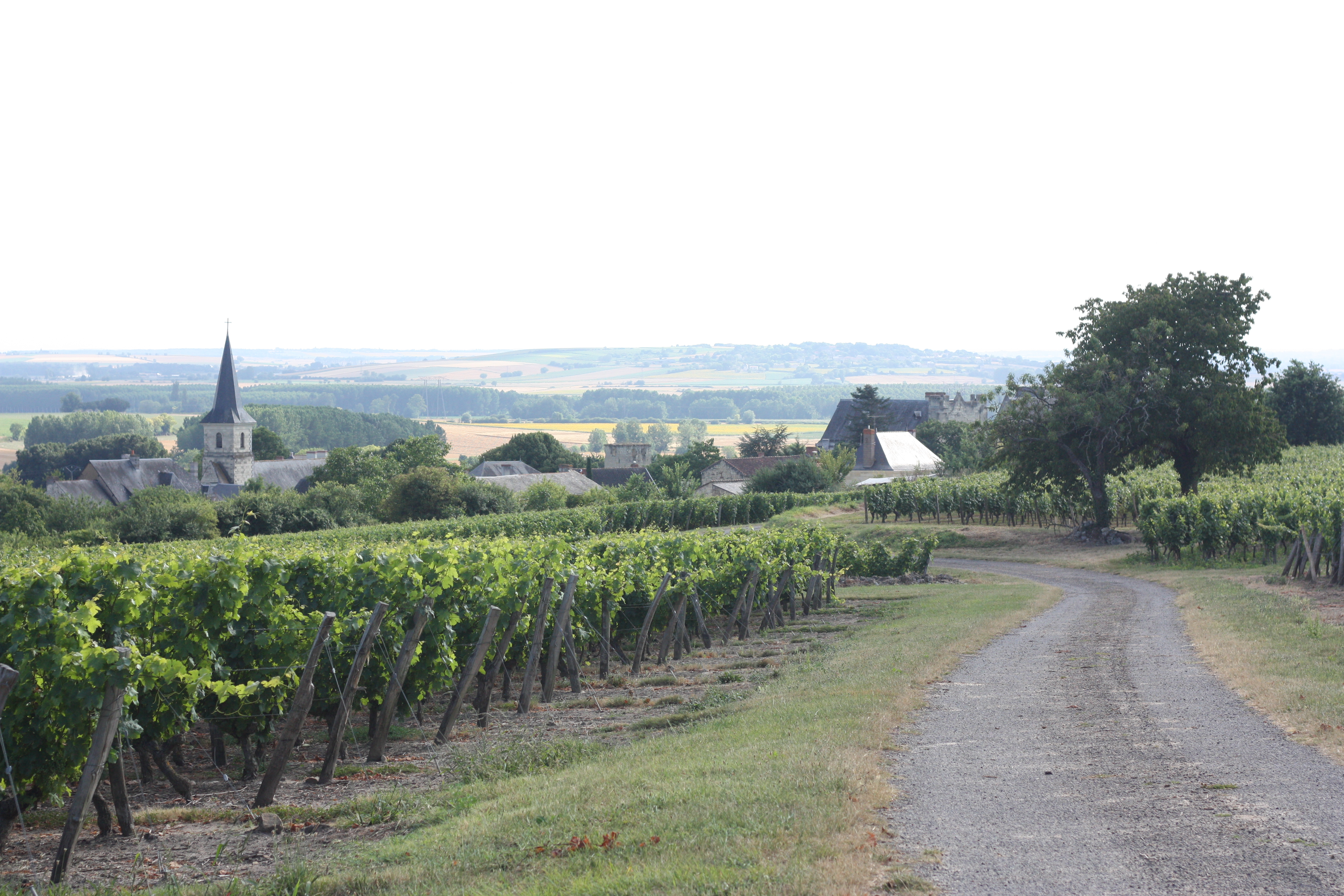 La Route du Vignoble, Saint-Léger-de-Montbrillais - photo 2