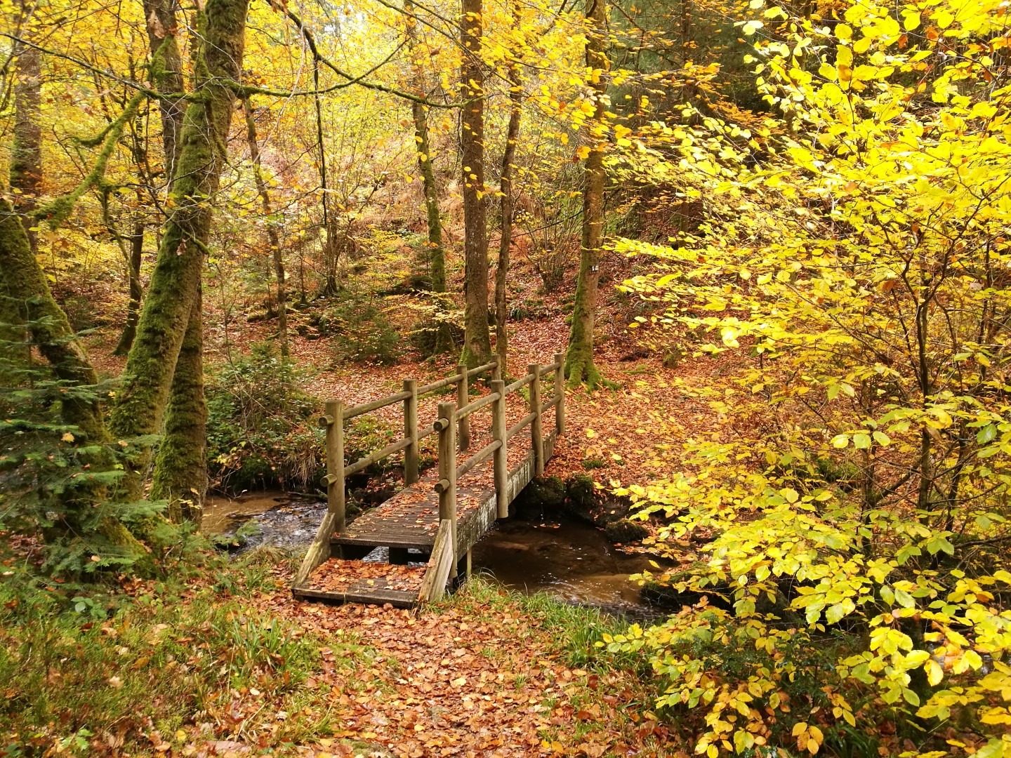GR de Pays "Cascades, landes et tourbières" GRP65 — photo 3
