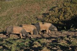 Les porcs basques du Kintoa 