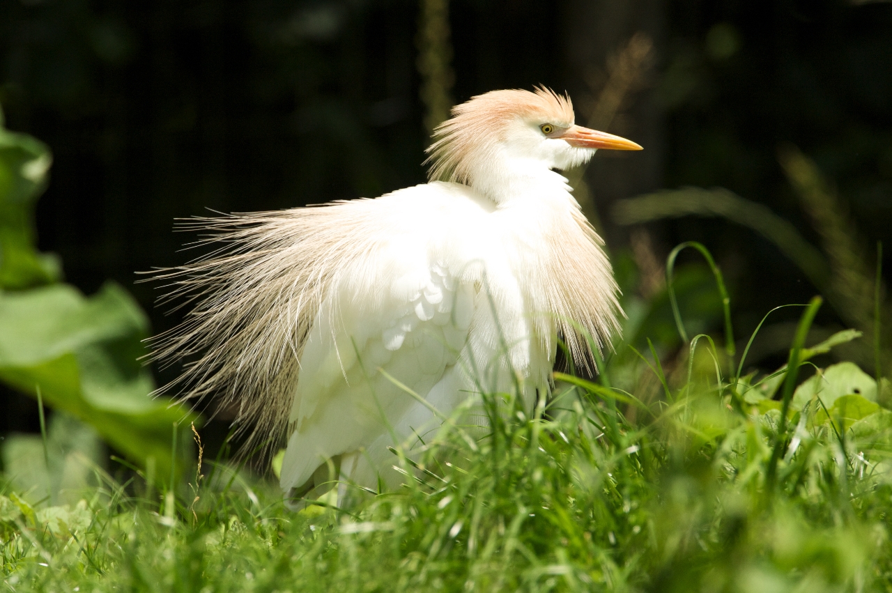 Embarcadère "Les Oiseaux du Marais poitevin", Saint-Hilaire-la-Palud - photo 3
