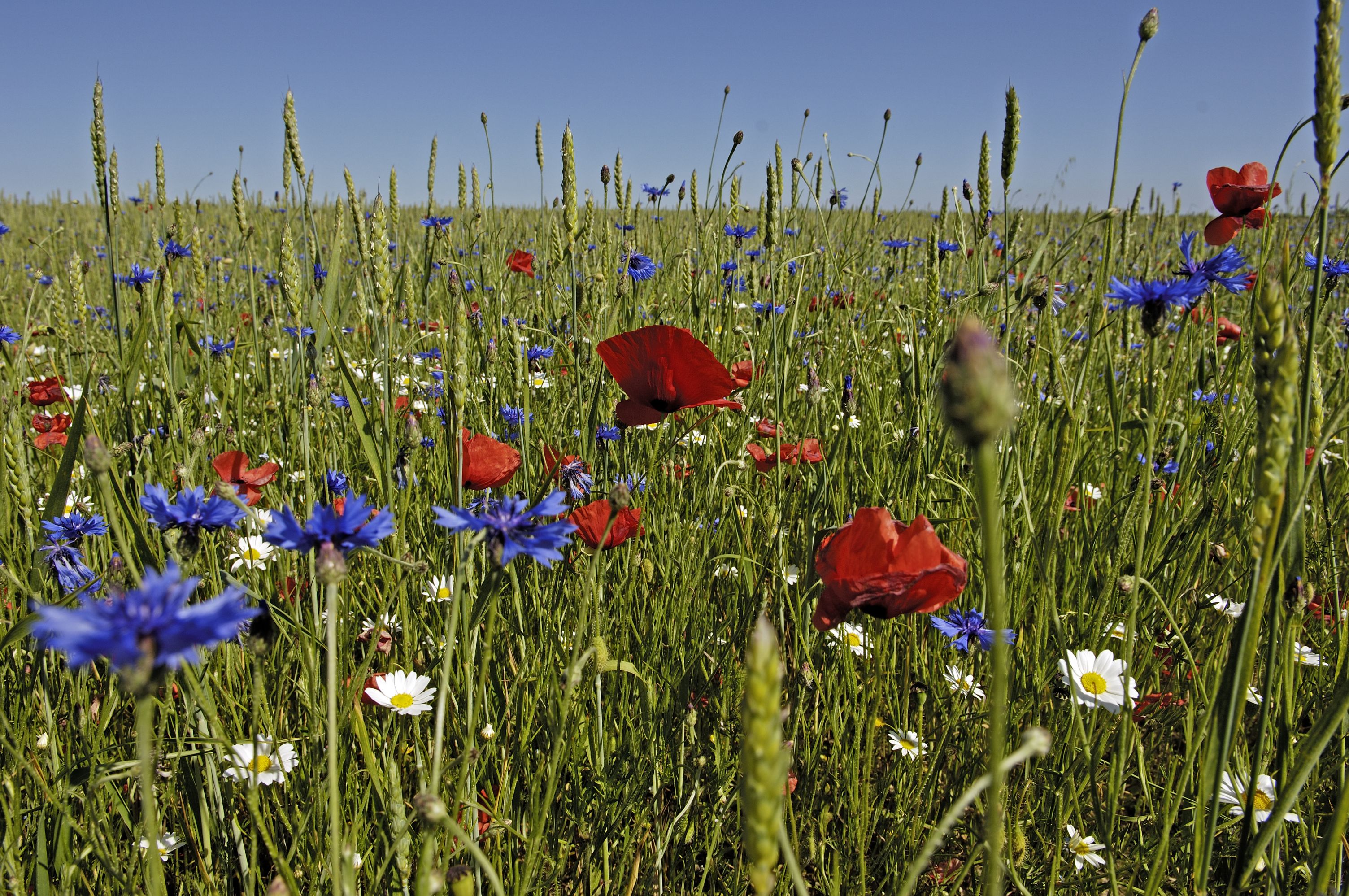 Boucle à vélo N°24 : Escapade nature autour de Boussac, Boussac