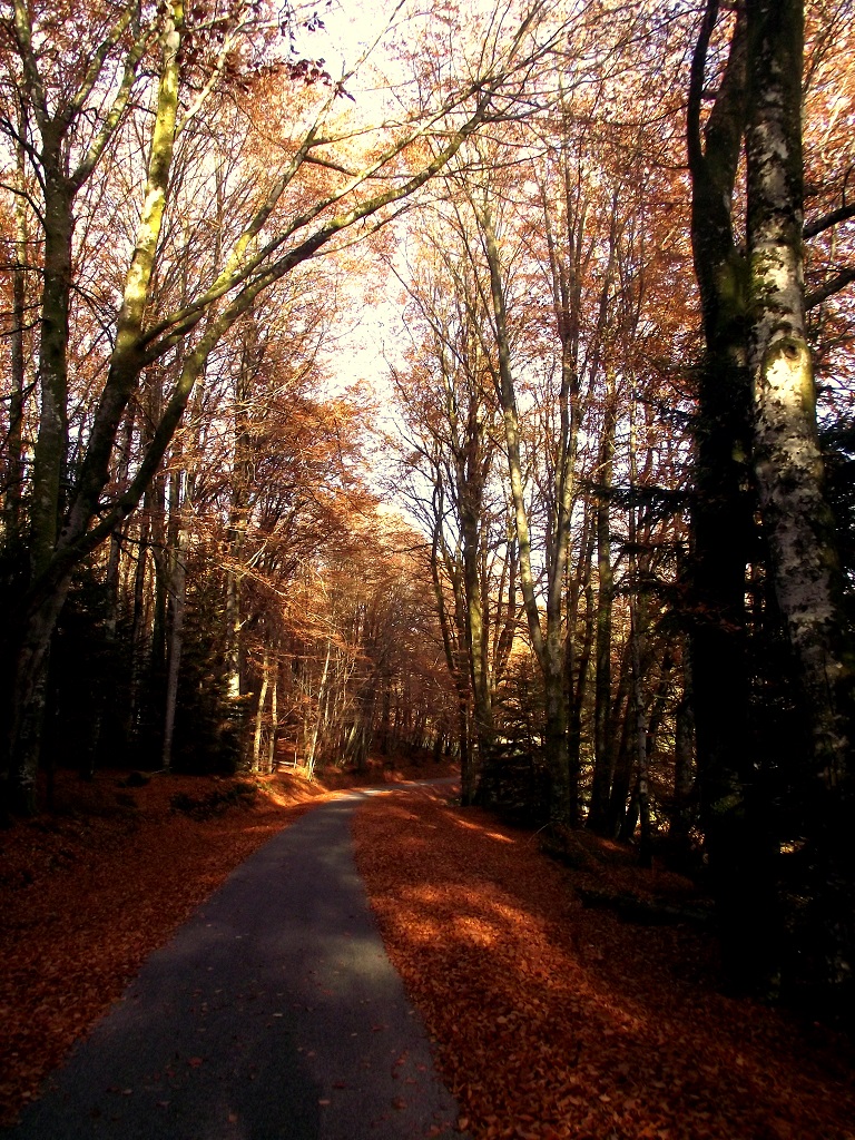 Circuit de randonnée pédestre N°28 Château de Beaumont, Saint-Yrieix-les-Bois - photo 2