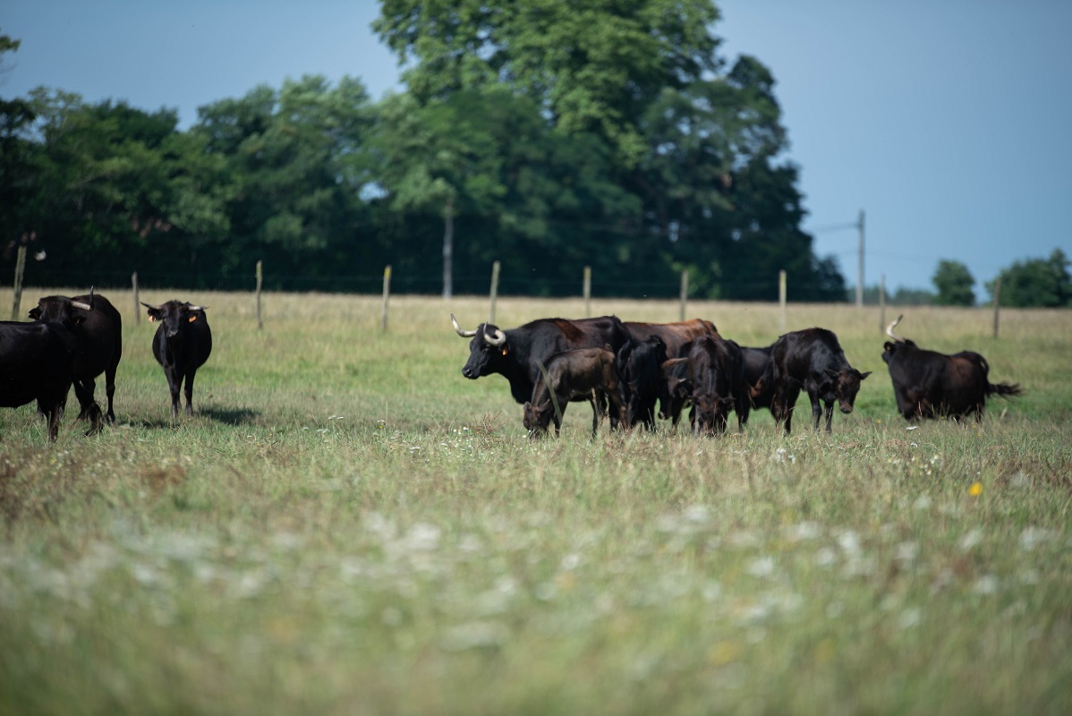 Ganaderia de Buros - photo 3