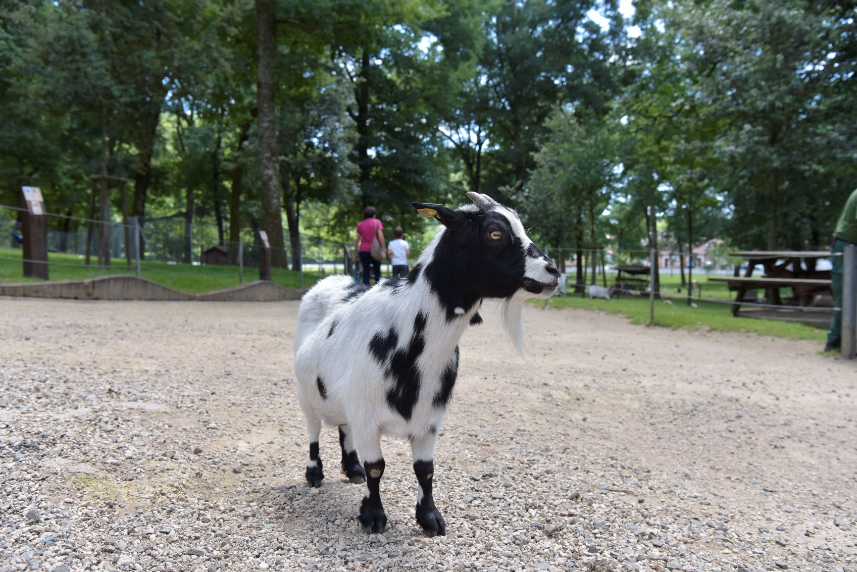 Parc animalier de Nahuques — photo 2