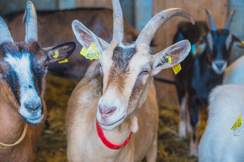 Site des Neuf Fontaines, Bostens - photo 3