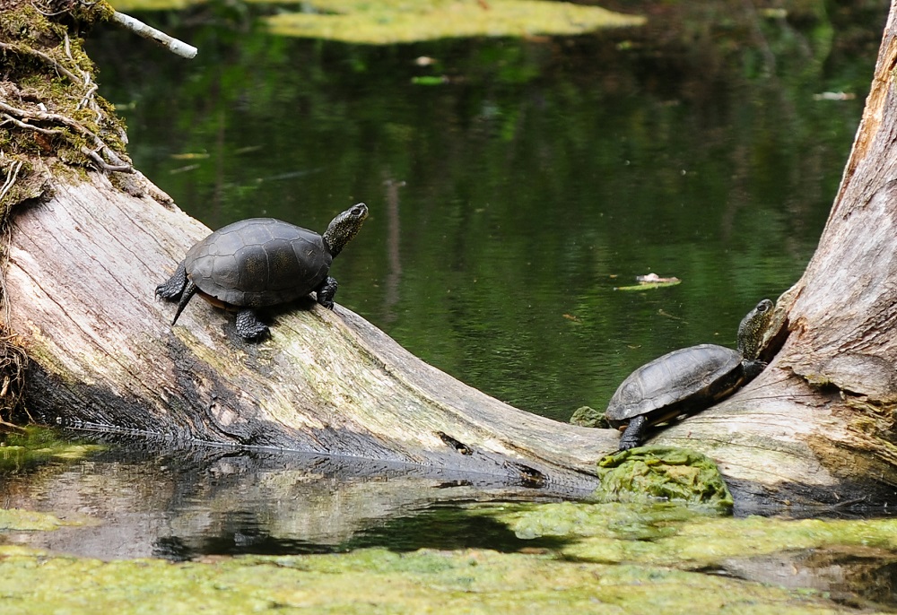 Site des Neuf Fontaines, Bostens - photo 6