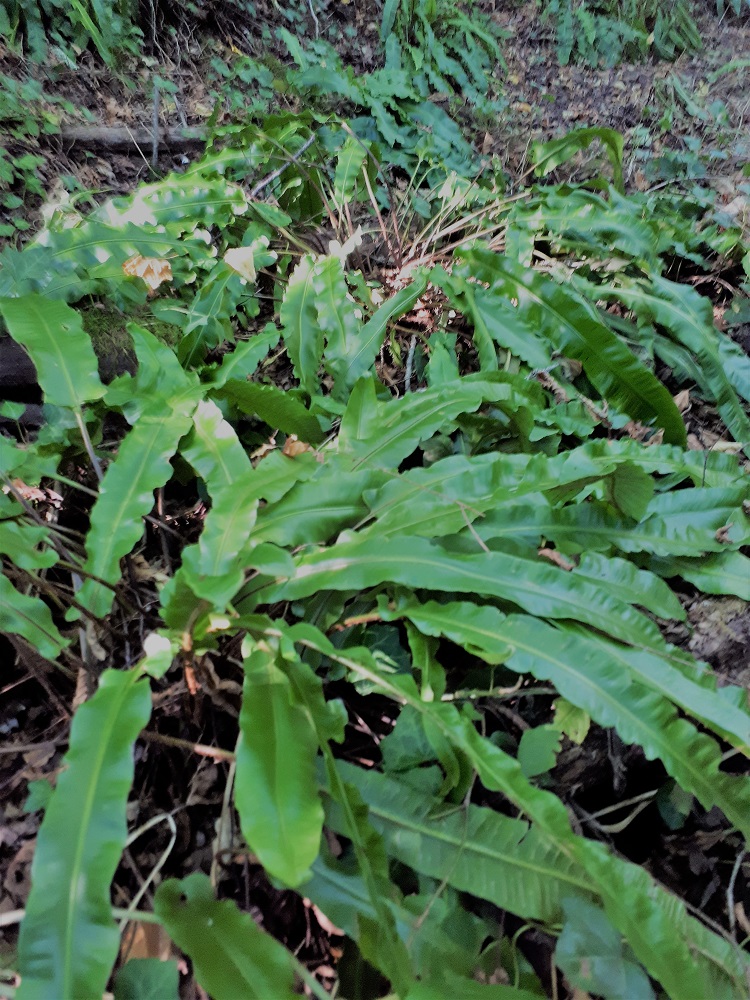 Site de Castets - photo 3