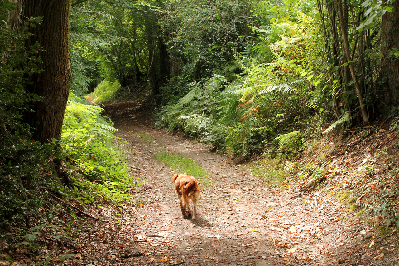 Circuit pédestre n°13 Un coup d'oeil à la Benaize, La Souterraine - photo 4