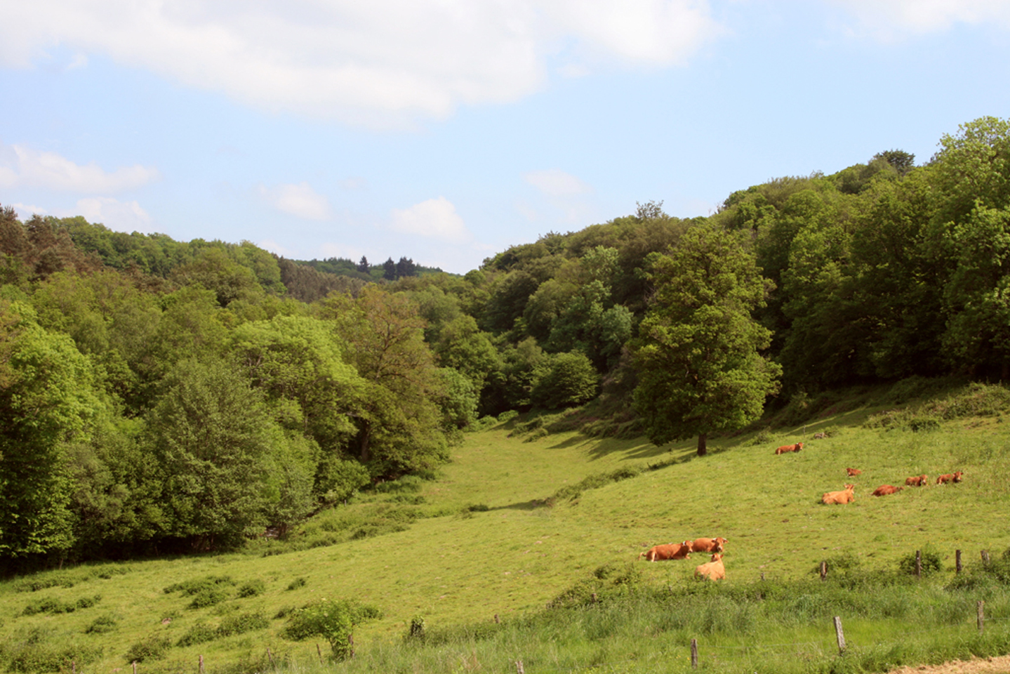 Circuit pédestre n°8 du Mas à la Cazine, Saint-Léger-Bridereix - photo 4